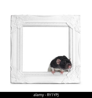 Rat mignon dumbo, comité permanent Comité permanent par cadre photo Blanc. Regarder droit devant avec des yeux brillants. Isolé sur fond blanc. Banque D'Images