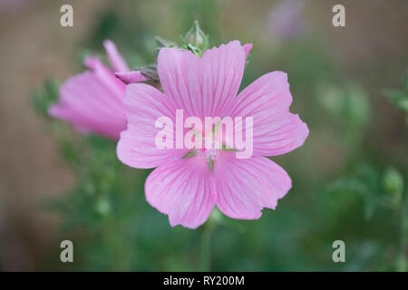 Plus de musc-mallow, Rhénanie du Nord-Westphalie, Allemagne, Europe, (Malva alcea) Banque D'Images