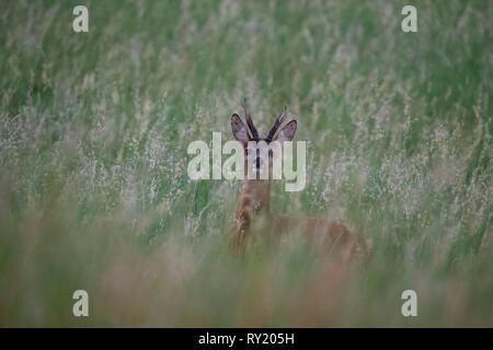 Chevreuils, Rhénanie du Nord-Westphalie, Allemagne, Europe, (Capreolus capreolus) Banque D'Images