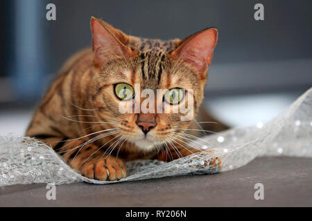 Chat du Bengale Banque D'Images