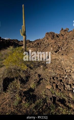 El Pinacate, MPO. Puerto Peñasco, Sonora, Mexique Banque D'Images