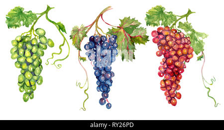 Bouquets de rouge, blanc et rose avec des feuilles de raisin, peinte à l'aquarelle illustration Banque D'Images