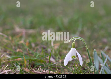 Snowdrop Galanthus plicatus (unique) de plus en plus pré vert. Banque D'Images