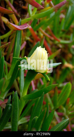 Usine de glace comestible jaune également connu sous le nom de Carpobrotus edulis avec gouttes de rosée du matin, un rez-de-rampant avec des feuilles succulentes trouvés à El Hierro Banque D'Images
