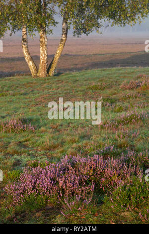 De chauffage commun, Calluna vulgaris, Westrup Landes, Rhénanie du Nord-Westphalie, Allemagne Banque D'Images