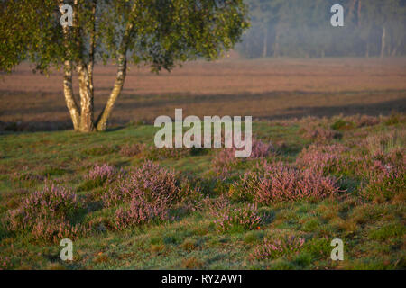 De chauffage commun, Calluna vulgaris, Westrup Landes, Rhénanie du Nord-Westphalie, Allemagne Banque D'Images