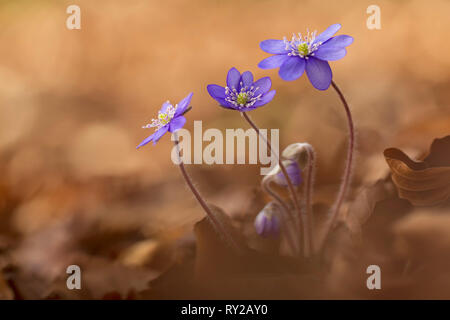 Hepatica Hepatica nobilis, commune, Rhénanie du Nord-Westphalie, GermanyLeberbluemchen, Hepatica nobilis, Teutoburger Wald, NRW, Deutschland Banque D'Images