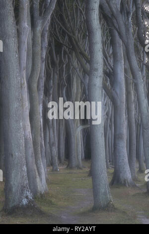 La forêt des fantômes, Gespensterwald, mer Baltique, Rostock, Mecklembourg-Poméranie-Occidentale, Allemagne Banque D'Images