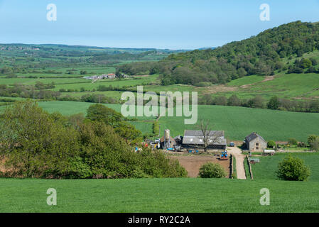 Fermes dans des champs verts à peu Fryup Beck, Danby, North Yorkshire, Angleterre. Banque D'Images