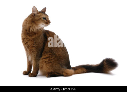Portrait de Somali Cat - isolé sur fond blanc Banque D'Images
