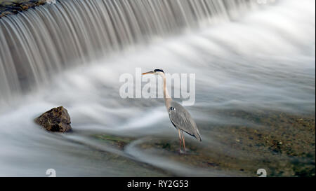 Une grue attend un poisson à pêcher dans une rivière au Japon. La longue exposition shot capture le flux de l'eau sur une chute d'eau comme l'oiseau attend qu'elle Banque D'Images