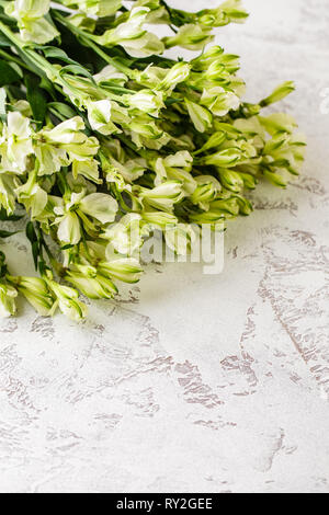 De belles fleurs de l'Alstroemeria vert sur fond blanc. Banque D'Images