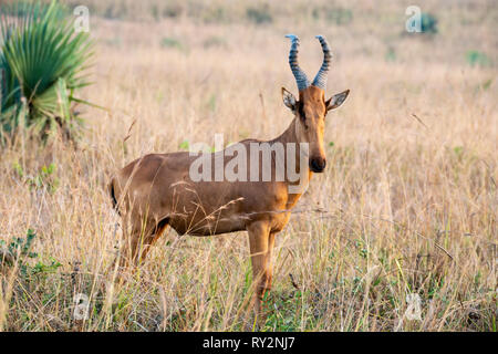 Jackson's solitaire (bubale Alcelaphus buselaphus jacksoni) dans le parc national de Murchison Falls, dans le Nord de l'Ouganda, l'Afrique de l'Est Banque D'Images