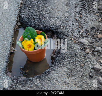 Petit Pot de fleurs jaune Polyanthus dans un grand nid-de-poule Banque D'Images