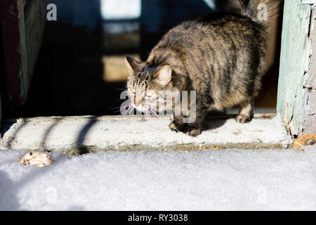 Un chat effrayé essaie de marcher sur la neige. Chat est la marche sur la neige. Un chat a peur de la neige. Banque D'Images