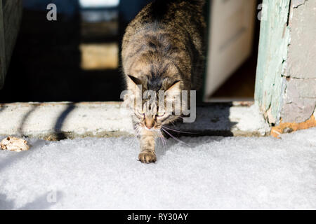 Un chat effrayé essaie de marcher sur la neige. Chat est la marche sur la neige. Un chat a peur de la neige. Banque D'Images