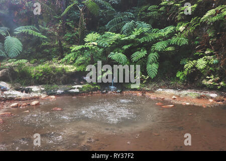 Fumeurs fumerolle et l'eau ressort dans la zone géothermique dans une forêt Banque D'Images