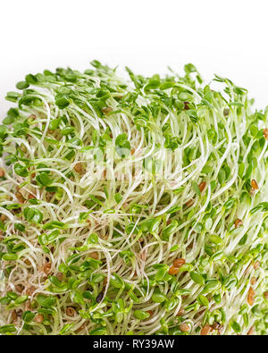 Trèfle rouge frais, crus des pousses. Banque D'Images