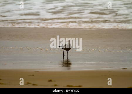 Nourriture Seagull en eau peu profonde sur une plage de sable doux avec surf casting une réflexion sur le sable humide Banque D'Images