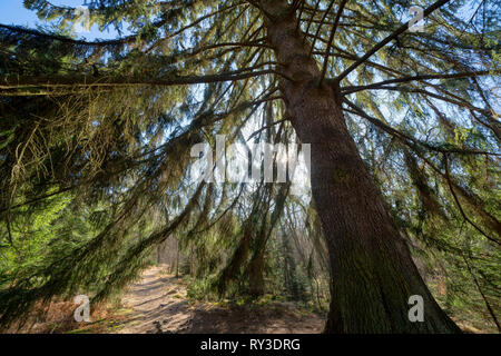 Epicéa, forêt vierge Urwald Sababurg, Warburg, Weser Uplands, Thuringe, Hesse, Allemagne Banque D'Images