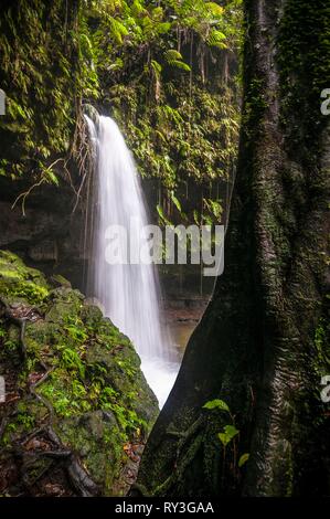 Château la Dominique, Bruce, Parc national du Morne Trois Pitons inscrits sur la Liste du patrimoine mondial par l'UNESCO, dans le sous-bois tropicaux, piscine d'Emeraude et sa cascade Banque D'Images