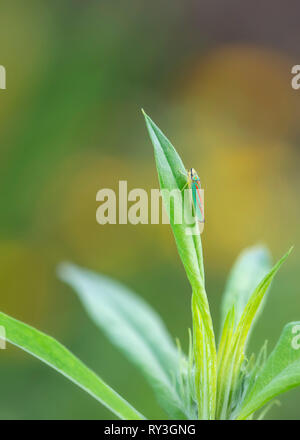 Leaf hopper Graphocephala fennahi sur une feuille verte Banque D'Images