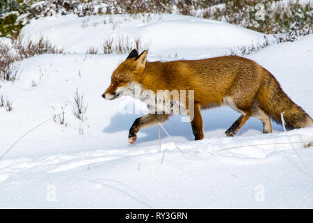 Un renard recouvert de neige Banque D'Images