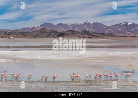 Argentine, Province de Catamarca, Laguna grande près de El Penon fait partie de la Réserve de biosphère Laguna Blanca (UNESCO), James (Phoenicoparrus jamesi) Flamingo Banque D'Images