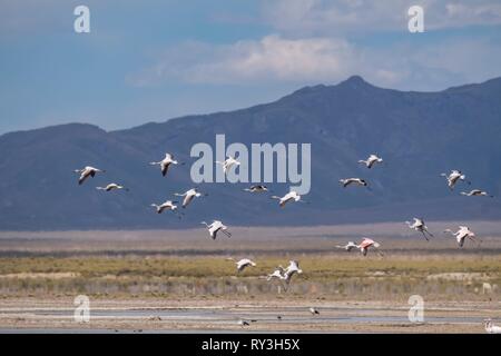 Argentine, province de Jujuy, laguna Pozuelos, flamant des Andes (Phoenicoparrus andinus) et du Chili (Phoenicopterus chilensis) flamingo Banque D'Images