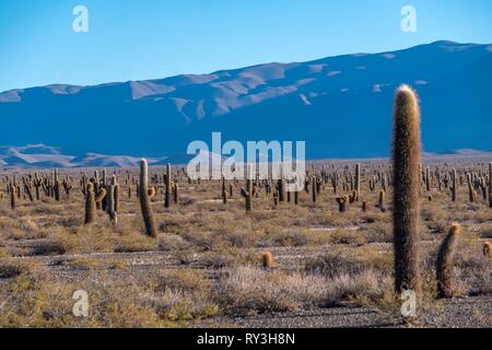 L'Argentine, la province de Salta, Valles Calchaquies, près de Cachi, Parque Nacional Los Cardones Banque D'Images