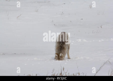 Nom scientifique · Coyote Canis latranS. La chasse pour les souris sous une croûte de neige. Banque D'Images