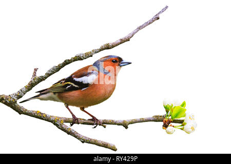 Chaffinch sur une branche est isolé sur fond blanc Banque D'Images