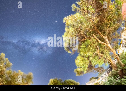 Amazing Voie lactée au-dessus de pins, de l'Australie. Banque D'Images