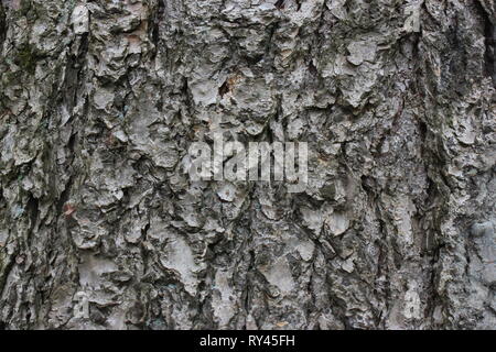 Écorce de vieux pin naturel comme background. Banque D'Images