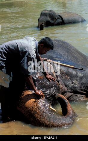 Bain d'éléphant, éléphant de Pinnawela, Sri Lanka Banque D'Images