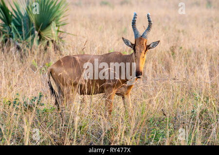 Jackson's solitaire (bubale Alcelaphus buselaphus jacksoni) dans le parc national de Murchison Falls, dans le Nord de l'Ouganda, l'Afrique de l'Est Banque D'Images