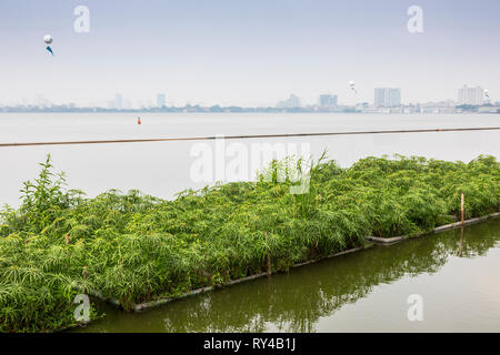 L'agriculture sur des lits en bambou flottant, sur le lac ouest (Ho Tay) avec l'horizon de Hanoï dans la distance, Vietnam, Asie, Banque D'Images