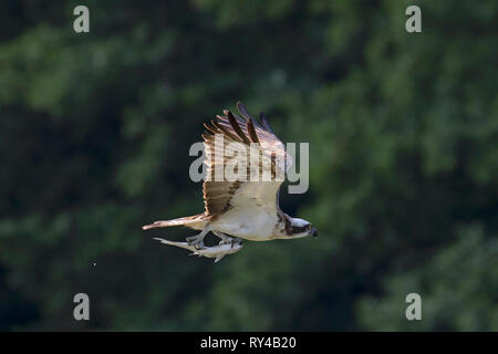 Western osprey (Pandion haliaetus) en vol avec des poissons du lac pris dans ses serres Banque D'Images