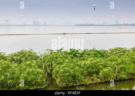 L'agriculture sur des lits en bambou flottant, sur le lac ouest (Ho Tay) avec l'horizon de Hanoï dans la distance, Vietnam, Asie, Banque D'Images