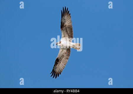 Western osprey (Pandion haliaetus) en vol planeur contre le ciel bleu Banque D'Images