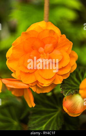 Fleurs de bégonias tubéreux (Begonia tuberhybrida) in garden Banque D'Images