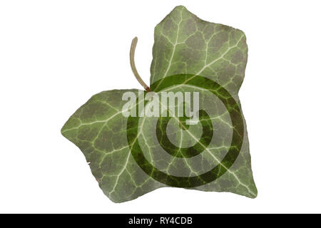 Feuille de lierre vert avec symbole de début - symbole de la redémarrer écologique Banque D'Images