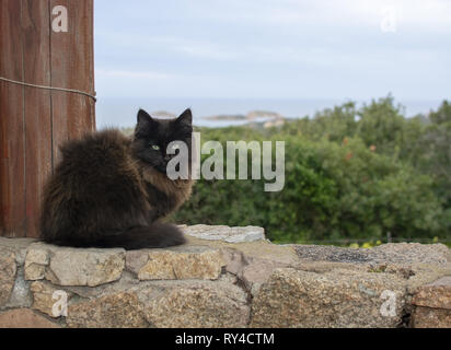 Chat brun foncé siège au mur en pierre avec vue sur la Conca en Sardaigne, Italie. Banque D'Images