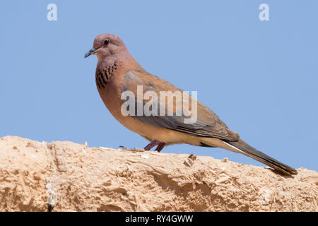 Laughing Dove (phoenicophila Spilopelia senegalensis), vue latérale d'un adulte debout sur un mur Banque D'Images