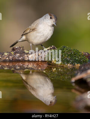 Eurasian Blackcap (Sylvia atricapilla), premier hiver homme reflétant elle-même dans un étang Banque D'Images