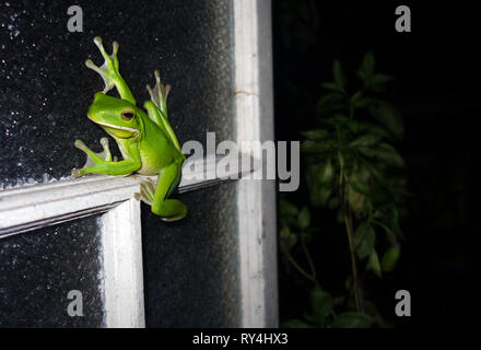 White-labiés Litoria infrafrenata vert) sur la fenêtre de cuisine de saison humide, à Cairns, Queensland, Australie. Pas de PR Banque D'Images