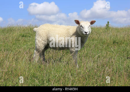 Un jeune mouton maison sur une digue sur la mer du Nord île de Sylt Banque D'Images
