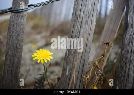 Un pissenlit à fleurs jaunes se trouve dans le sable derrière une clôture en bois dans les dunes. Banque D'Images