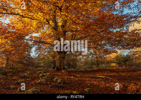 Grand Chêne aux couleurs de l'automne en forêt, Entzia Alava Banque D'Images