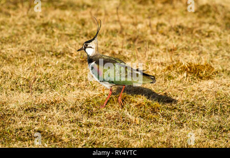 Sociable, le nord de l'sociable (Vanellus vanillas) aussi connu comme le vanneau de nourriture dans l'habitat naturel sur le terrain marécageux. Marcher à gauche. Paysage Banque D'Images